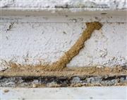 Termite control Biochem Pest control service in Trichy